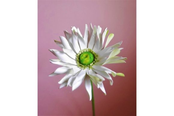 Pastrini Gerbera Paper Flower Templates
